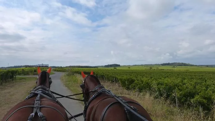 Trois jours de randonnée équestre dans le Saumurois avec Equivini Attelage