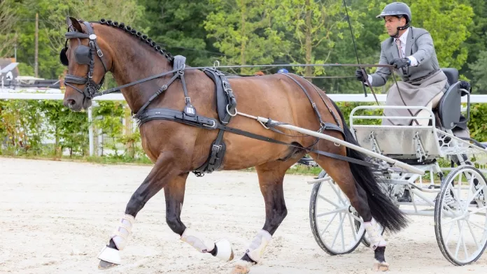Tony Ecalle, champion de France d’attelage à un cheval 