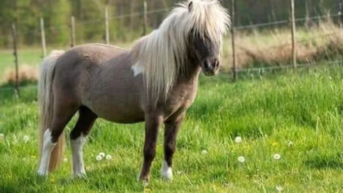 Ginko, le poney égérie de la fête du poney 2025