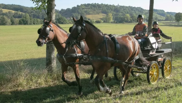 Championnat de France endurance en attelage FFE LM