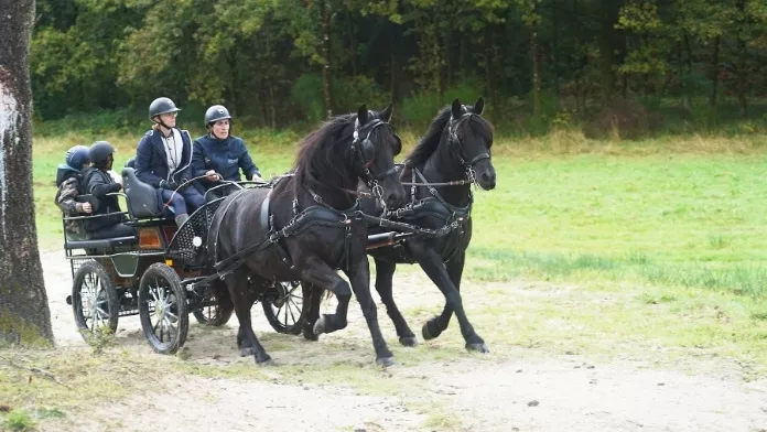 Attelage mediateur equin FFE EB